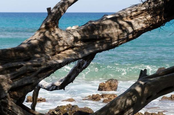 美丽的我们树构架安详关于瓦亚利亚海滩