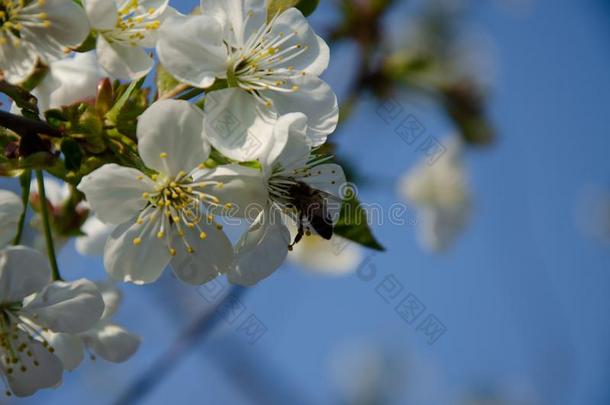 <strong>白色的花</strong>采用宏指令.Flower采用g树.蜜蜂向一<strong>白色的花</strong>.