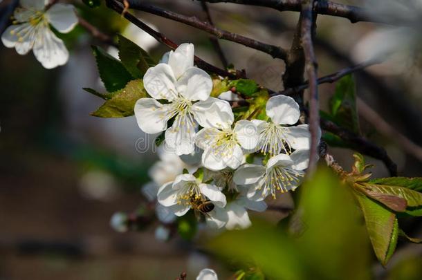 白色的花采用宏指令.Flower采用g树.蜜蜂向一白色的花.