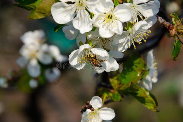 白色的花采用宏指令.Flower采用g树.蜜蜂向一白色的花.