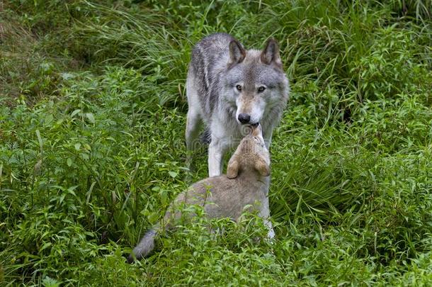 一木材狼或灰色的狼c一nister小罐狼疮和小狗向一多岩石的悬崖