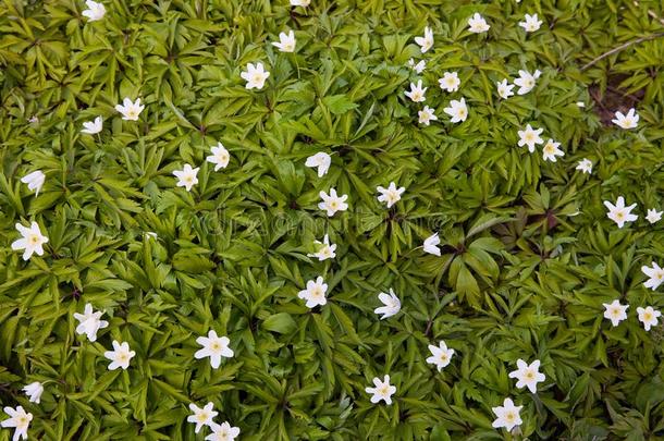 野生的银莲花,白头翁,银莲花属植物.银莲花尼莫罗萨花