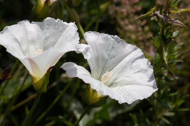 美国加州早晨光荣卡ystegiaMacrostegia