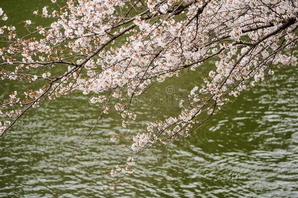 樱花,樱桃花节日和河在奇多拉福奇标准