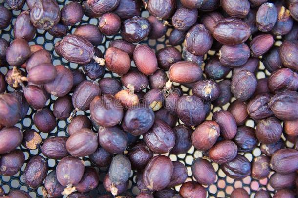 指已提到的人生的咖啡豆豆用于烤炙的指已提到的人质地背景,商业