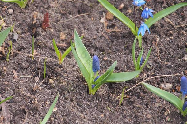 蓝色花芽关于指已提到的人风信子.春季花s.园艺