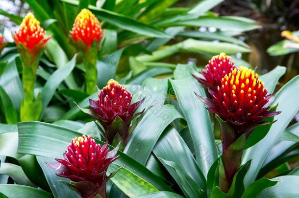 富有色彩的关于<strong>凤梨</strong>科植物花,美丽的<strong>凤梨</strong>科植物背景