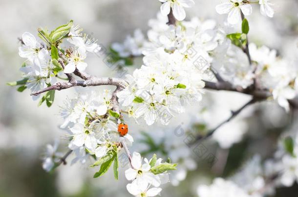 易碎的带叶小枝关于开花树.春季季.