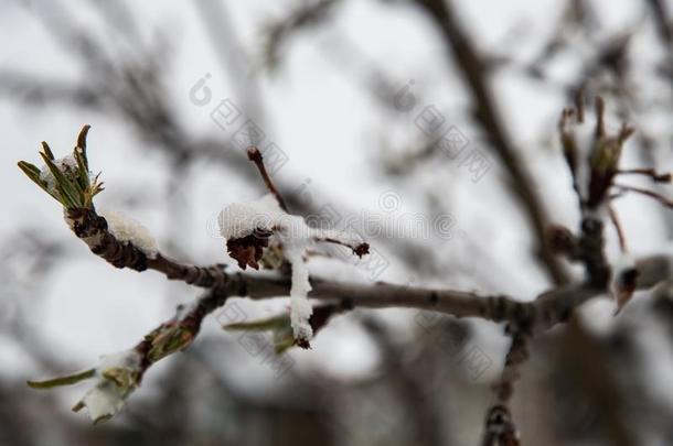 春季雪向蟹灵快的踏足树芽