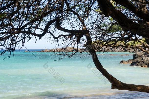 美丽的我们树<strong>构架</strong>安详关于瓦亚利亚海滩
