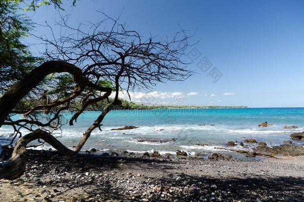 美丽的我们树<strong>构架</strong>安详关于瓦亚利亚海滩