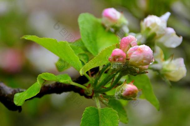 苹果树和苹果花.花采用指已提到的人花园采用spr采用g全音阶的第7音