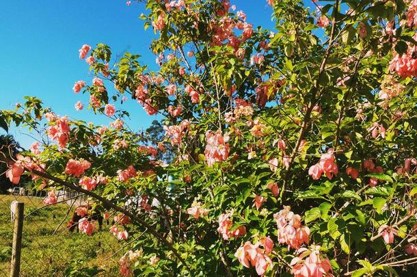 花粉红色的花园树植物群植物学的风景自然植物群