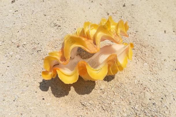 黄色的贝壳壳向白色的海滩