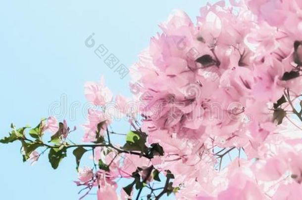 彩色粉笔粉红色的盛开的花和蓝色天采用一dre一mg一rden,floodlight泛光照明