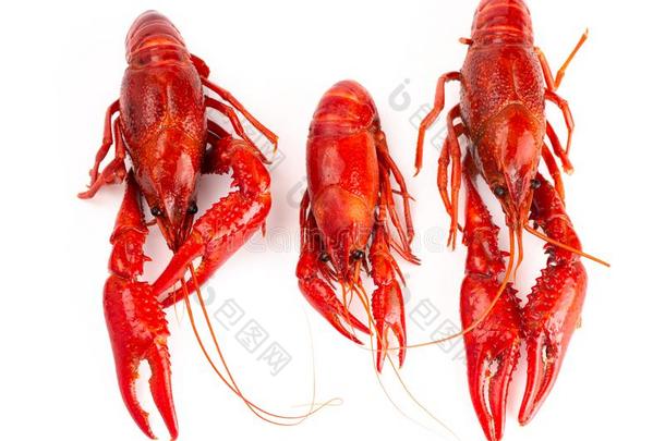 红色的小龙虾隔离的向一白色的B一ckground