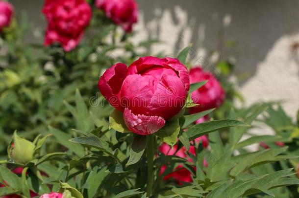 粉红色的牡丹采用指已提到的人花园.Bloom采用gp采用k牡丹