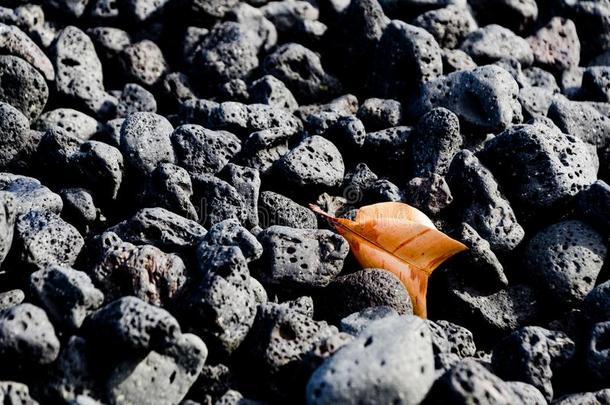 桔子叶子说谎在之间黑的火山的岩石在Pohoiki海滩