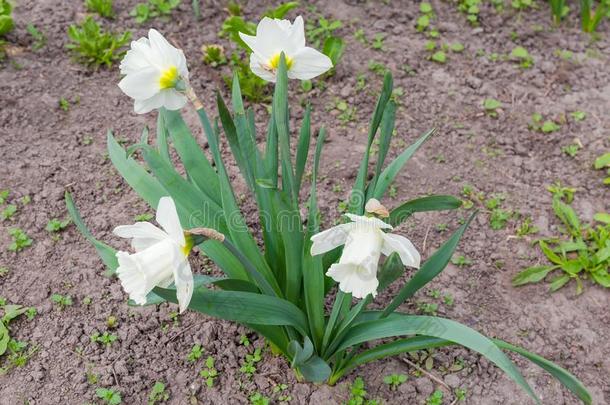 耕种的水仙和白色的花瓣和白色的喇叭-合适的