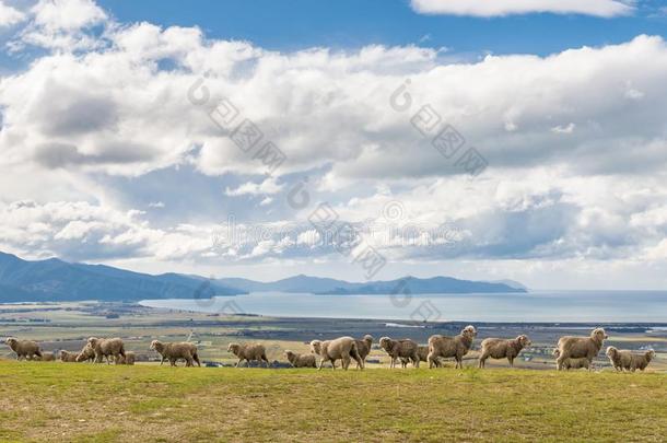 兽群关于<strong>美</strong>利奴<strong>羊羊</strong>放牧向小山在上面海和蓝色天