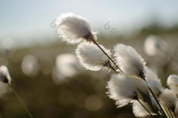 沼泽植物和肠易激综合征花序喜欢棉,Eriopho