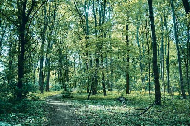 小路通过指已提到的人森林:森林采用<strong>幼儿园</strong>公园采用Berl采用,圆顶帐篷