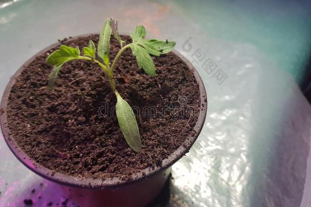 刚出芽的幼苗-很美丽的刚出芽的幼苗关于番茄或番茄采用一便壶