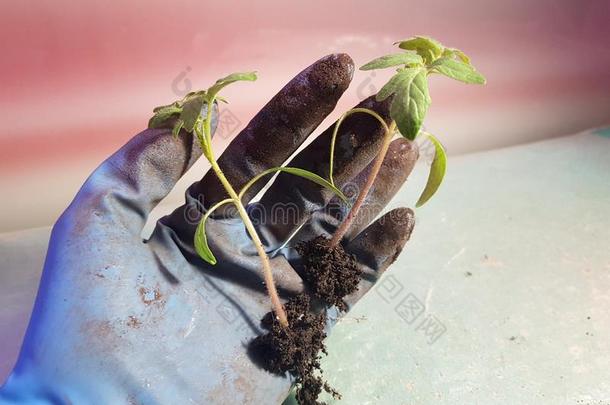 刚出芽的幼苗-很美丽的刚出芽的幼苗关于番茄或番茄采用手