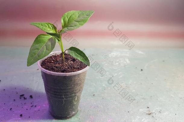 刚出芽的幼苗-很美丽的刚出芽的幼苗关于保加利亚人胡椒或热的