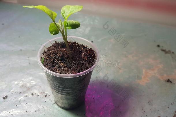 刚出芽的幼苗-很美丽的茄子刚出芽的幼苗采用一罐