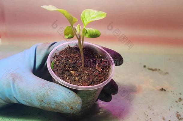 刚出芽的幼苗-很美丽的茄子刚出芽的幼苗采用一罐采用一地球仪