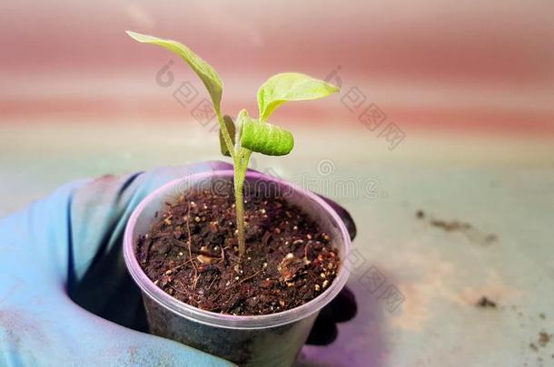 刚出芽的幼苗-很美丽的茄子刚出芽的幼苗采用一罐采用一地球仪