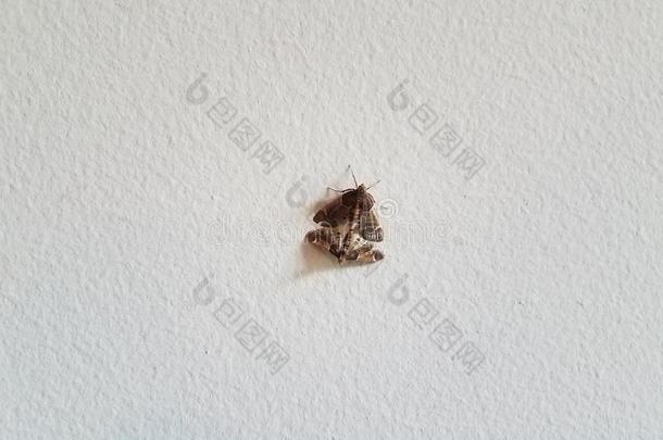 棕色的飞蛾昆虫和飞行章交配向白色的墙