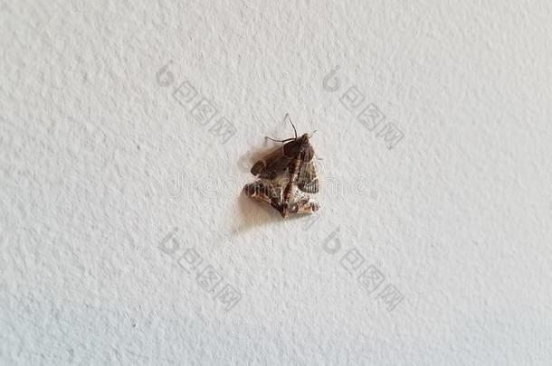 棕色的飞蛾昆虫和飞行章交配向白色的墙