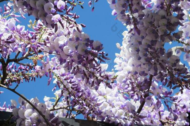 华丽的&有魅力的<strong>紫色</strong>的柴藤花花采用春季