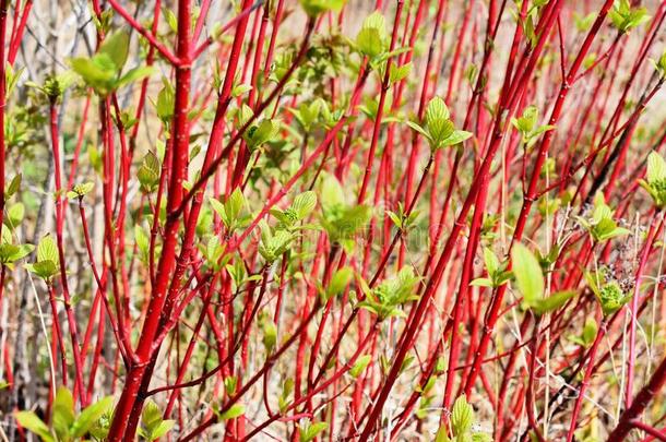 西伯利亚的水木红色的-吠叫灌木山茱萸晨曲