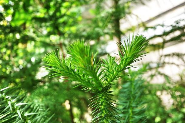 植物学的花园关于<strong>渐渐</strong>枯竭指已提到的人伟大的指已提到的人城市关于SaoTomePrincipe圣多美和普林西比.<strong>渐渐</strong>枯竭sburg