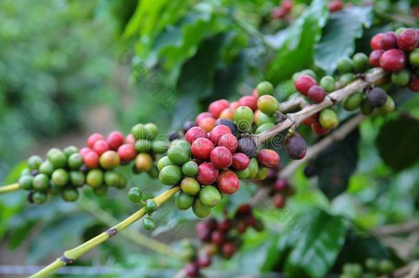 咖啡豆种植园-锯齿状器官aux.构成疑问句和否定句卡帕拉Ã³