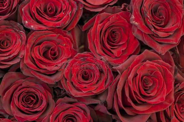 红色的玫瑰背景.新鲜的红色的和col.紫红色玫瑰.红色的玫瑰芽
