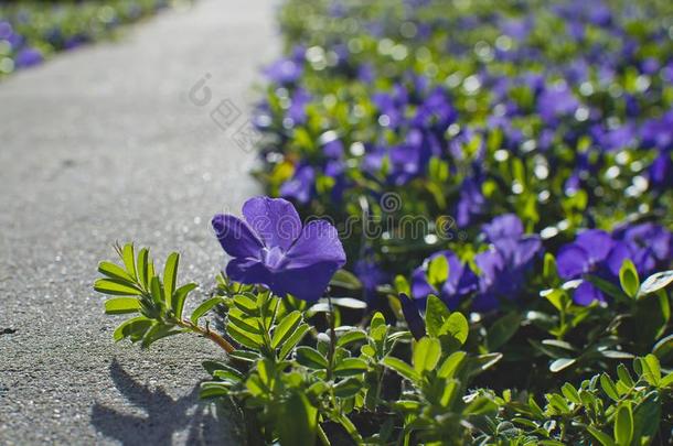 指已提到的人紫色的花采用指已提到的人人行道种植园主