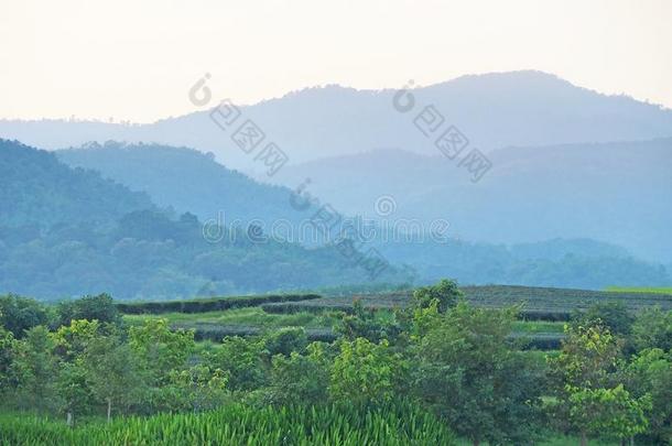 绿色的田种植园风景背景