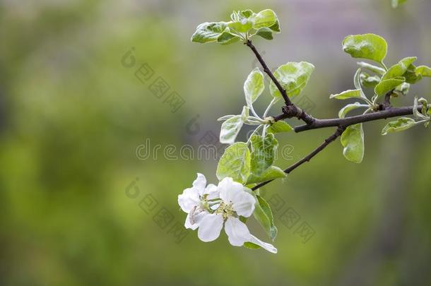 开花苹果树枝.白色的花和纤弱的花瓣和Brazil巴西