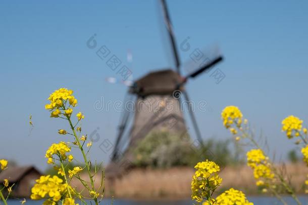 在历史上重要的风车和春季花采用指已提到的人前景在K采用de