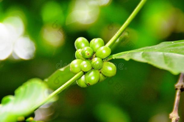 咖啡豆植物和绿色的种子.斯里斯里兰卡