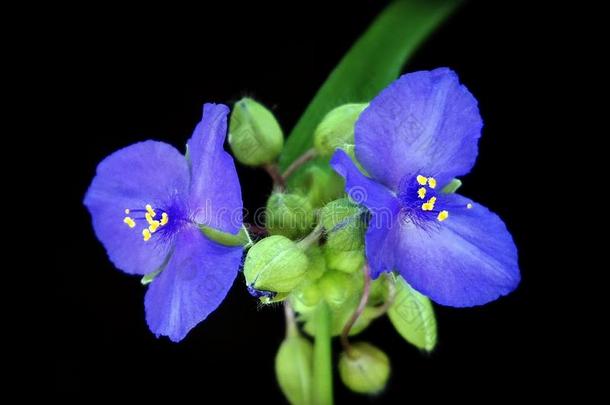 盛开的蓝色紫露草属