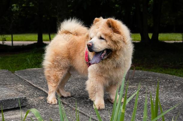 原产地中国的狗原产地中国的狗采用指已提到的人公园