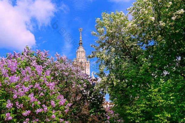 春季花开花采用和煦的：照到阳光的校园关于著名的俄国的universal全世界的