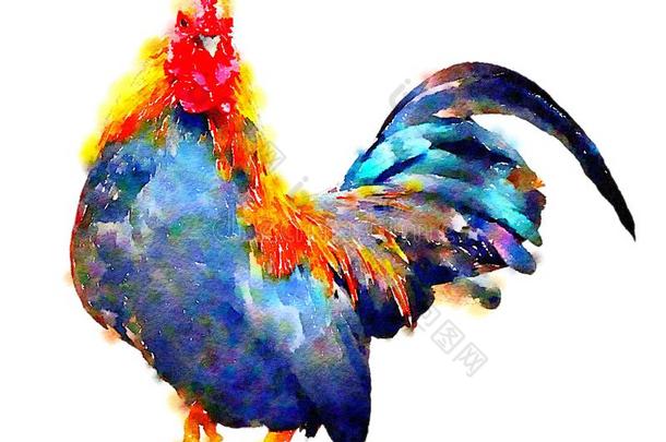 富有色彩的水彩手-描画的艺术说明:鸡