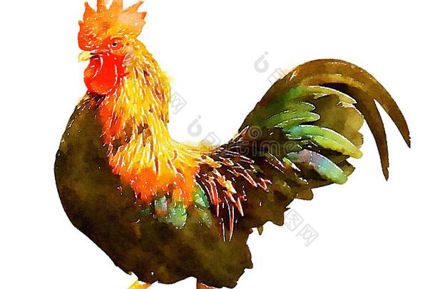 富有色彩的水彩手-描画的艺术说明:<strong>鸡</strong>