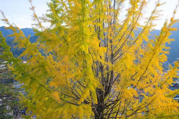 <strong>黄色</strong>的<strong>银杏树</strong>离开采用奥图姆季节在宫岛岛